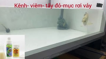 Viêm kênh thối vẩy ở cá rồng, dùng vi sinh MRBIO GỐC và C AQUARIUM chữa hiệu quả, cá khỏe.