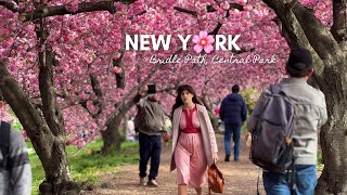 Spring in New York City! Cherry Blossom in Bridle Path 🌸