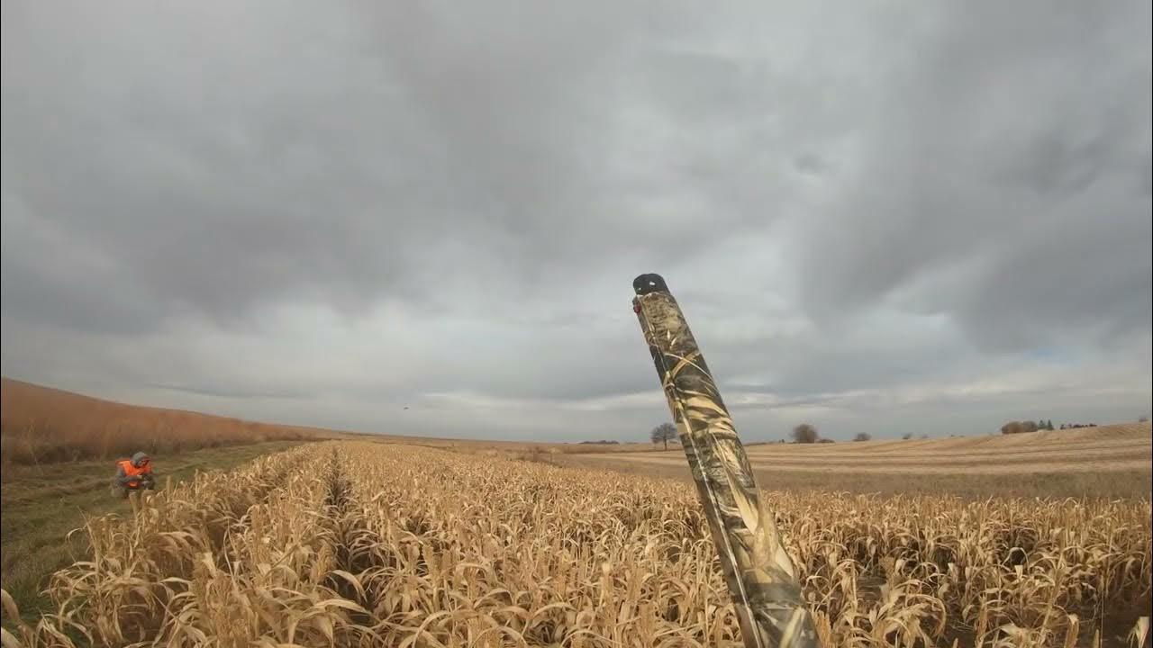 Feathers Flying everywhere!! 2022 Iowa Pheasant Opener YouTube