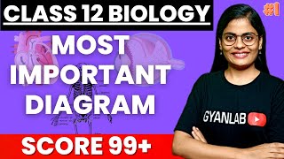 Class 12 Biology | Most Important Diagram | Part 1 | HSC Board | Gyanlab | Anjali Patel