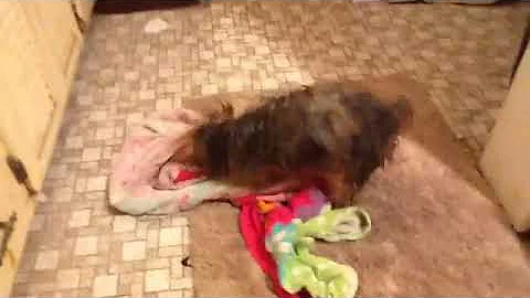 Why I love giving my dog a bath
