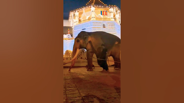බොහො දෙනෙක් නොදකින ලංකාවෙ සුදුම ඇතාගෙ පෙරහරින් පසු දළදා වන්දනාව#කණ්ඩුල#kandula#gaja_thejasa#kandy