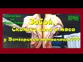 Забой. Сколько сала и мяса у Венгерской мангалицы???