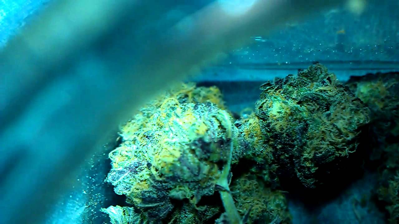 GDP (HD) Grand Daddy Purp.  Oregon grown.