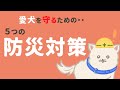 犬の防災対策｜愛犬を守るために必要な５つのポイント