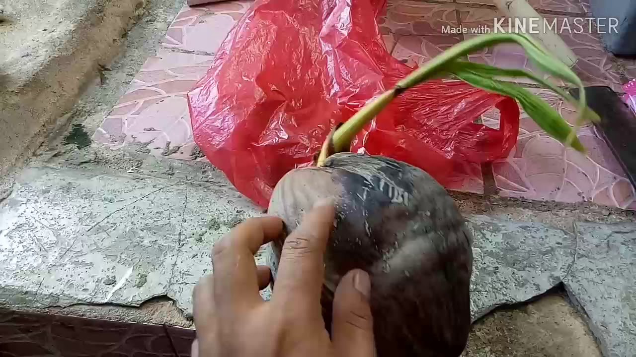 MEMBUAT BONSAI KELAPA  CARA  SEDERHANA YouTube