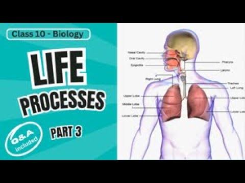 Class 10 Biology: Life Processes - Respiration & Human Respiratory ...
