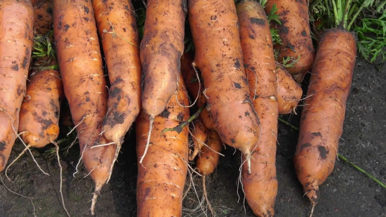 Bandymų stotis: kaip išauginti gausų morkų derlių (2018) | Augink lengviau!