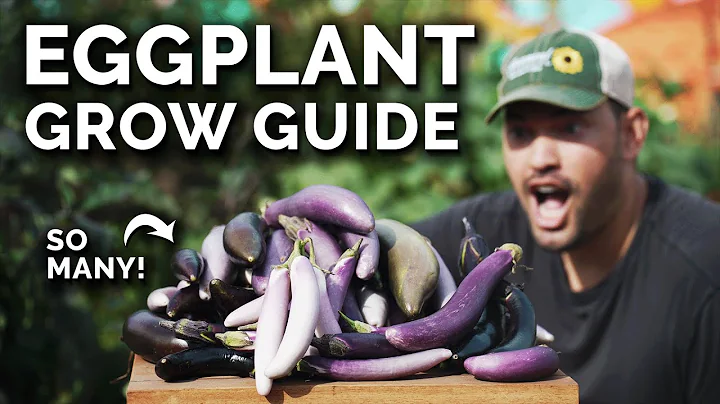 How to Grow Eggplants Perfectly Every Single Time - DayDayNews