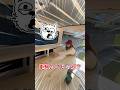 22万円の中古車バンでキャンピングカーを作る【車検編#1】 #shorts #キャンプ #車中泊 #diy