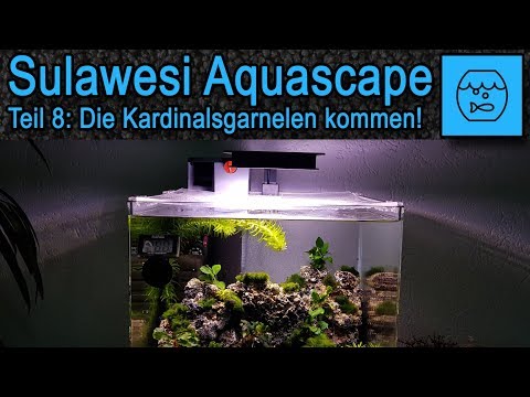 Video: So Kleben Sie Den Hintergrund Ins Aquarium