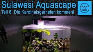 Teil 8 Sulawesi Aquascape Aquarium für Kardinalsgarnelen - Die Caridina dennerli werden eingesetzt