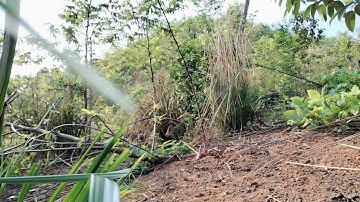 poj qaib seev cuab tuaj zoo heev