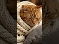 cute cat sleeping peacefully🥰😇