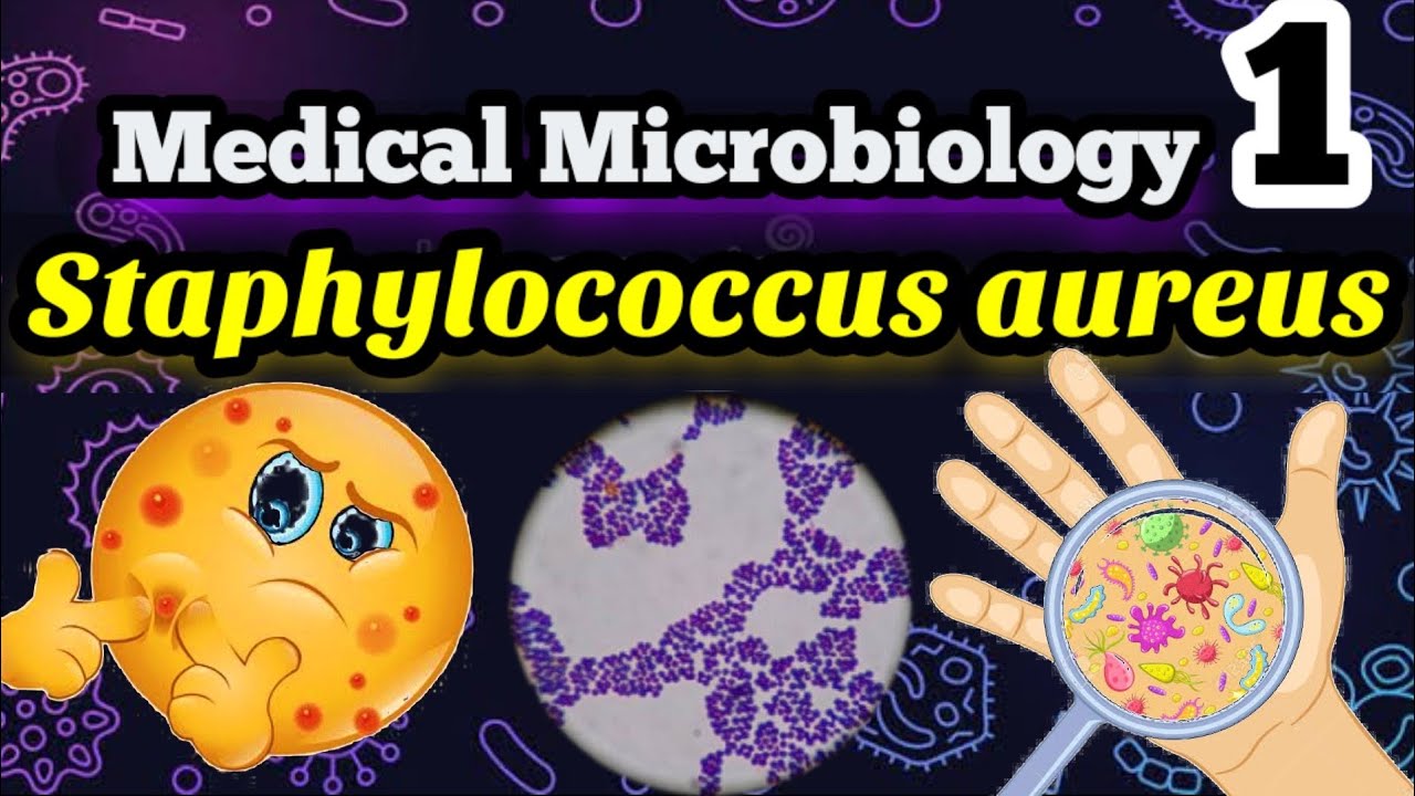 Staphylococcus aureus شرح بالعربي (Morphology, Habitats, Virulence factors, infections, Treatment)