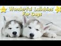 Lullabies For Husky Puppies ♫ Calm Relax Your Dog ♥ Sleep Music For Animals Dog Music