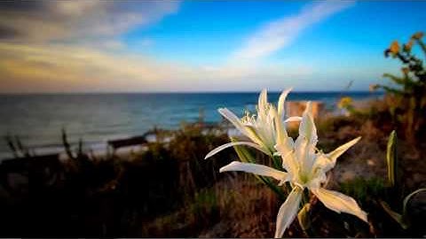 Simple Parallax Slideshow - After Effects Project Files | VideoHive 9562833