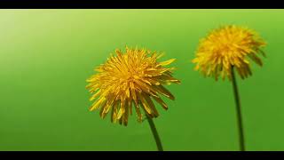 flowers are moving gentely from soft wind green screen video footage screenshot 2