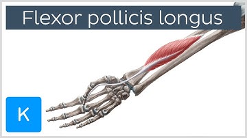 Flexor pollicis longus muscle - Origin, Insertion, Innervation & Function - Anatomy | Kenhub