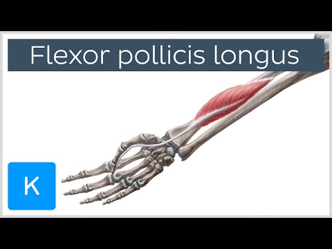 Flexor pollicis longus muscle - Origin, Insertion, Innervation & Function - Anatomy | Kenhub