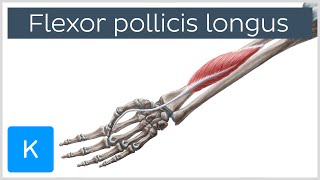 Flexor pollicis longus muscle - Origin, Insertion, Innervation & Function - Anatomy | Kenhub