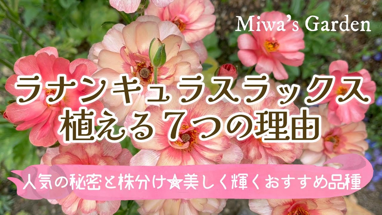 ラナンキュラスラックスおすすめ品種と簡単な株分け方法】まるで花束