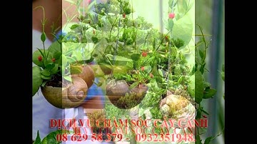 , 0932351948.]] dịch vụ cắt cỏ, trồng cây xanh sân vườn quận 8.tphcm