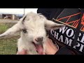 Cutest Pet Stuff On Youtube Showing Baby Goats and Happy Dogs