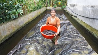 Harvesting Catfish Goes To Market Sell Take Care My Farm Phương - Free Bushcraft