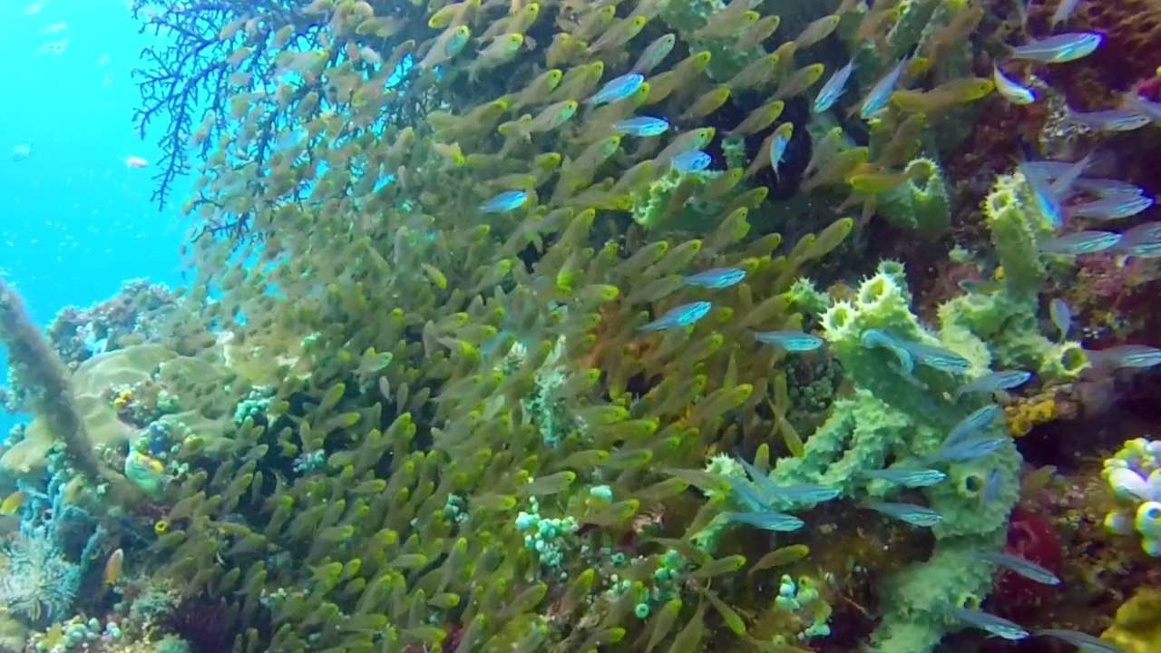 Scuba Diving in Bangka, Ivory Resort & Dive Manado, Indonesia - YouTube