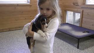 Beagle Puppies by Sue Dyer 95 views 1 year ago 10 minutes, 56 seconds