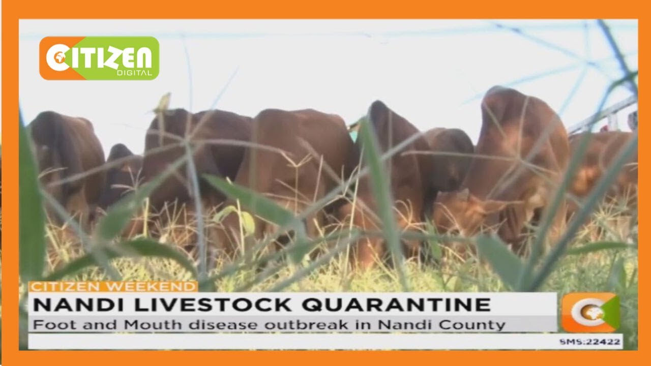 citizen tv live stream kenya Foot and Mouth disease outbreak in Nandi County