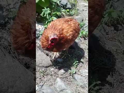 Les poules peuvent vivre sans tête ! Le Saviez-vous ?