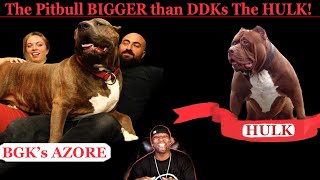 the worlds largest Pitbull, bigger than DDKs The Hulk, Story Time