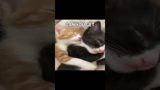 I WAS MADE FOR LOVING YOU BABY 😽😽😽 #catshorts #cat #prettycat #kitten #cute