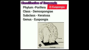 msc zoology practical file || msc zoology project topics || msc previous zoology practical file