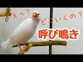 文鳥　呼び鳴き
