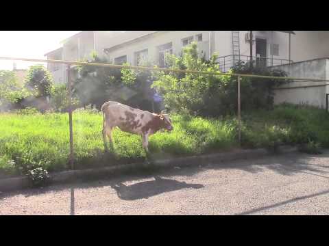 უკომენტაროდ