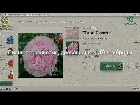 Классификация пионов