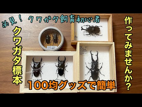 A must-see for beginners in stag beetle breeding! Making