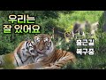 ☆호랑이숲 소식☆ 무궁이한테 그분이 오셨대요 Famous Tiger in Korea, cat tiger #태범 #무궁 #백두대간호랑이