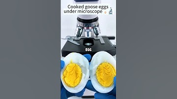 Cooked goose eggs🥚🔬under the microscope #facts #microscope #egg #shorts #shortsfeed #messi #ronaldo