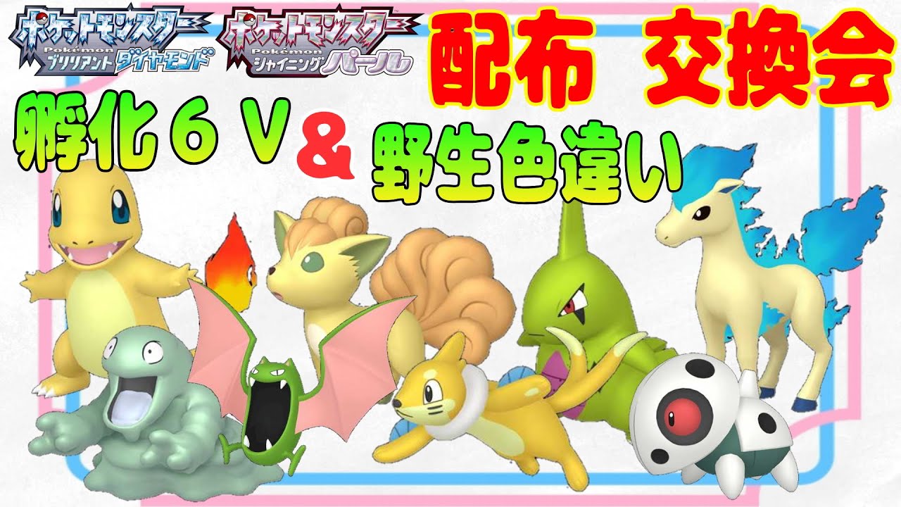 ポケモンbdsp 孵化6v 野生色違い配布 交換会 コメ欄で交換募集 通信進化 配布歓迎 図鑑埋め グラライブ ダイパリメイク Youtube ポケモンbdsp 孵化6v 野生色違い配布 交換会 コメ欄で交換募集 通信進化 配布歓迎 図鑑埋め グラライブ ダイパリメイク Youtube
