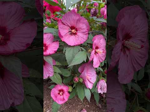 Flowering Hibiscus Hedge