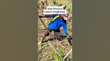 ALAT KHUSUS CABUT SINGKONG #shorts