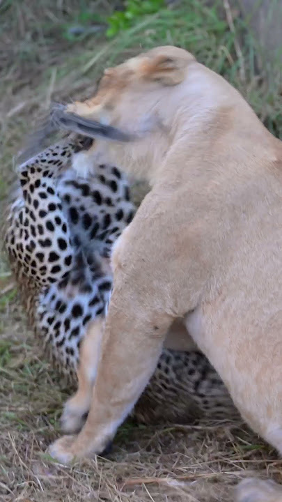 Leopard Mom Fights Lioness to Protect Her Cubs