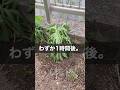 ドライアイスで草を枯らすことはできるのか?