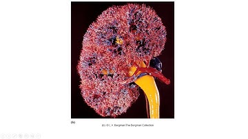 Urinary System