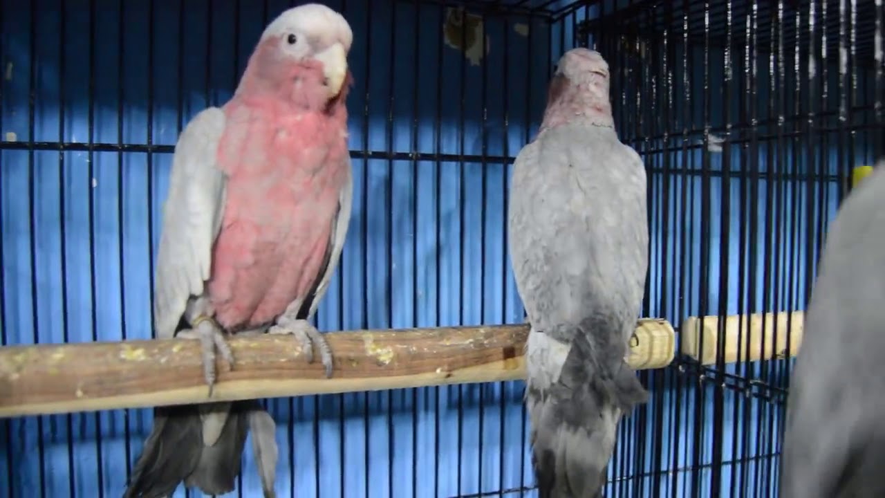 Galah Cockatoos YouTube