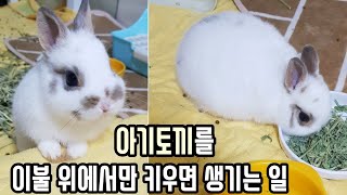 아기토끼를 이불 위에서만 키우면 생기는 일